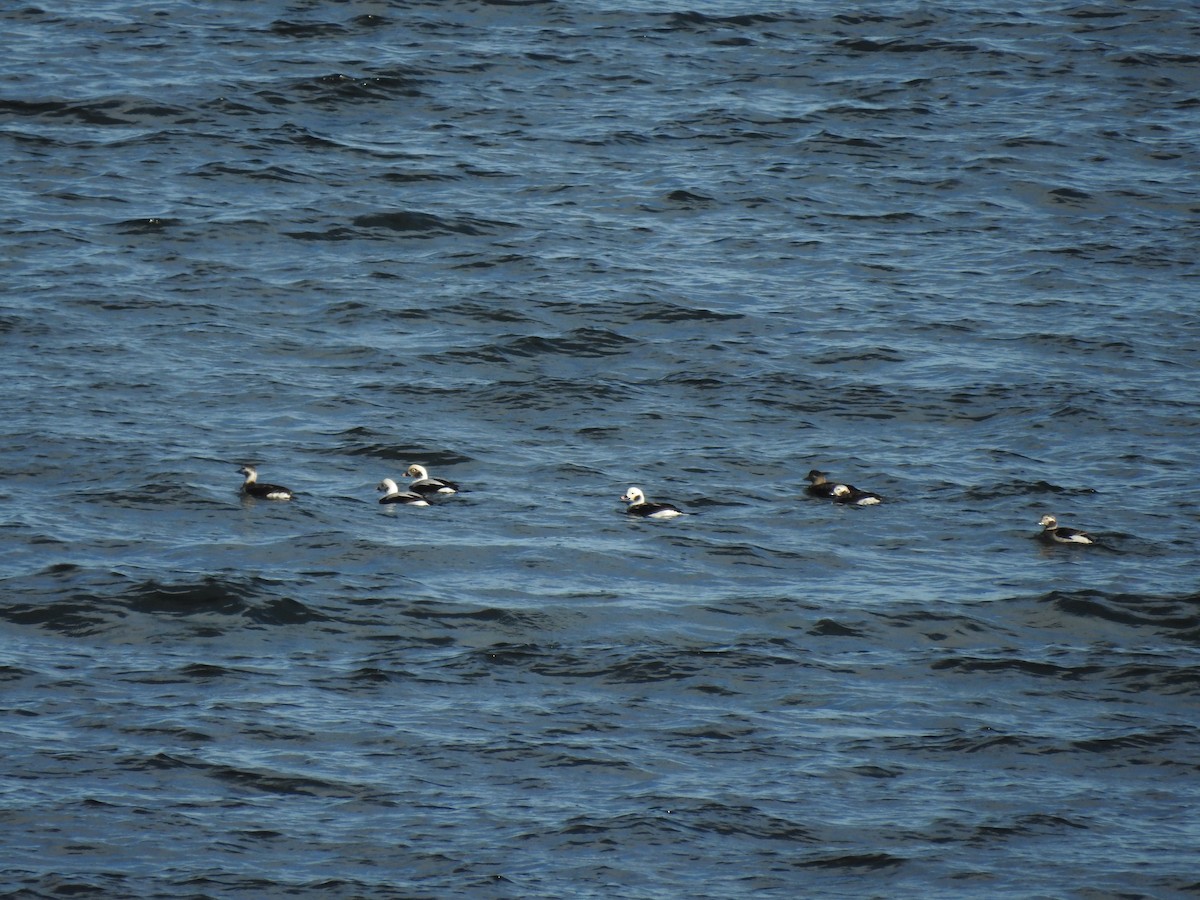Long-tailed Duck - ML494401251
