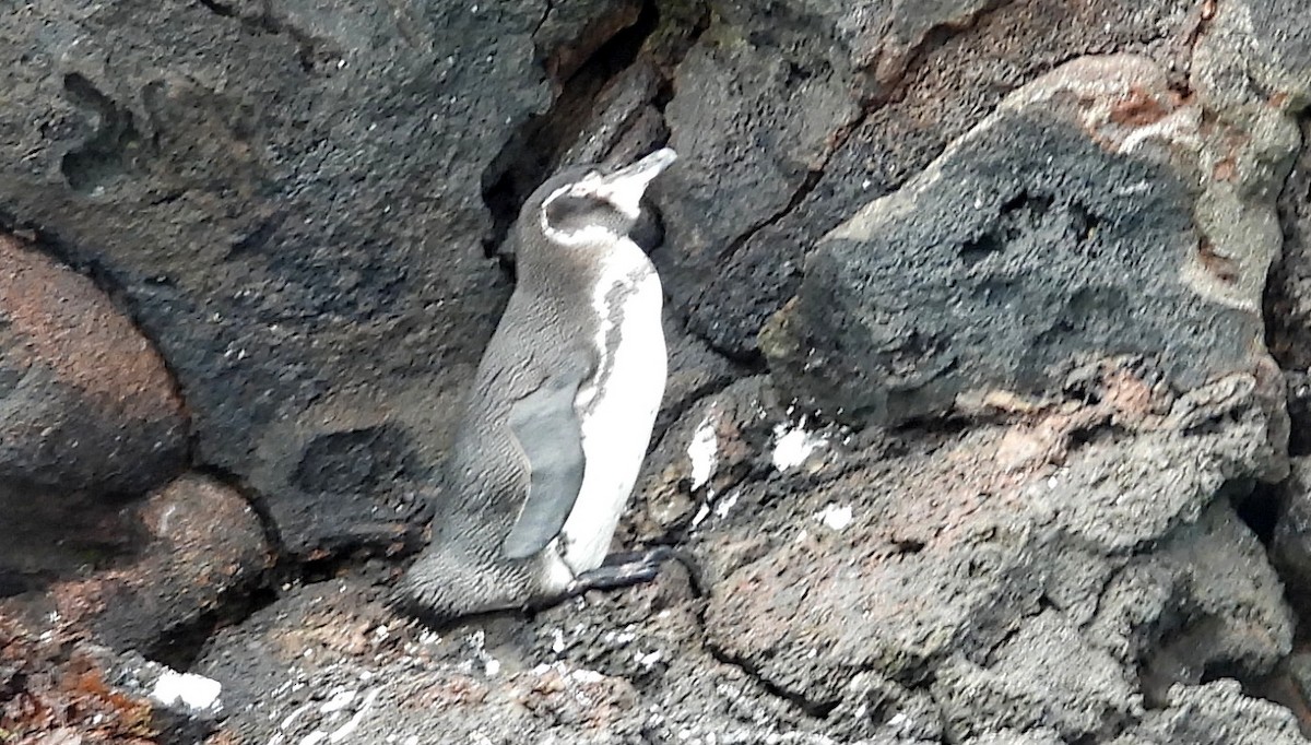 Galapagos Penguin - ML494404181