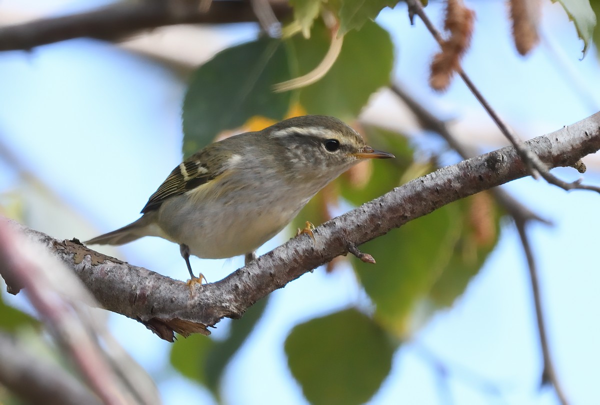 Yellow-browed Warbler - ML494404911