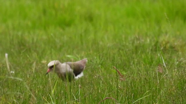 Andean Lapwing - ML494407311