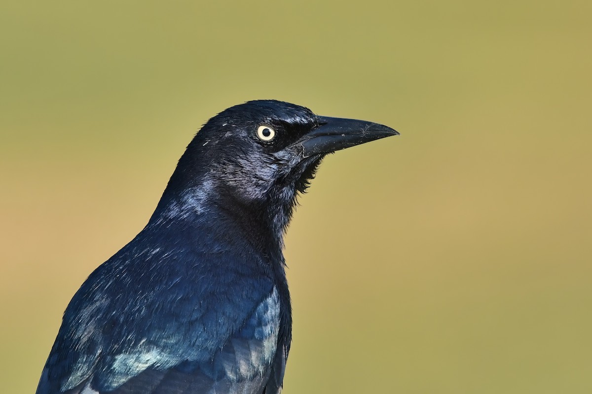Boat-tailed Grackle - ML494407321