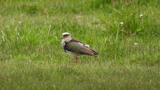 Andean Lapwing - ML494407341