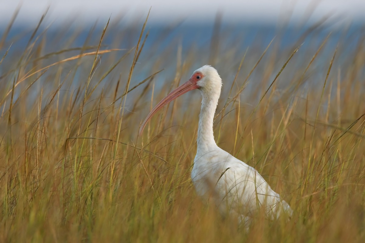 ibis bílý - ML494407751