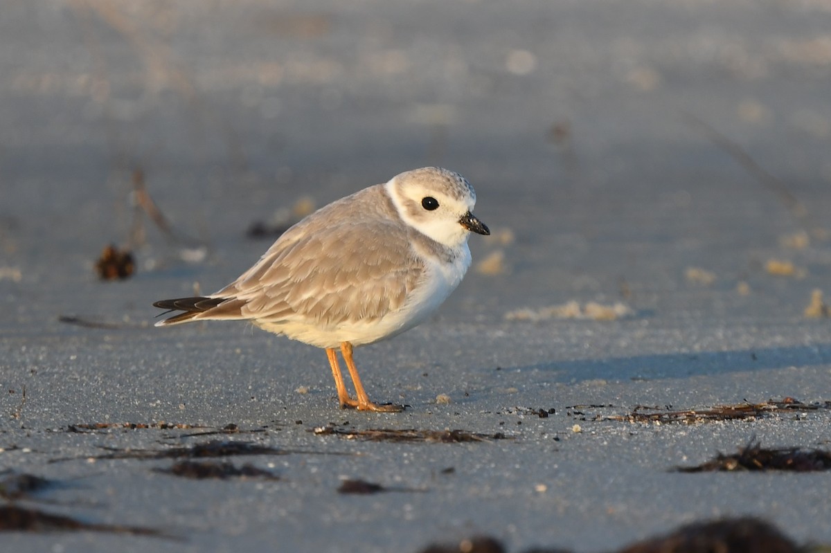 Piping Plover - ML494407901