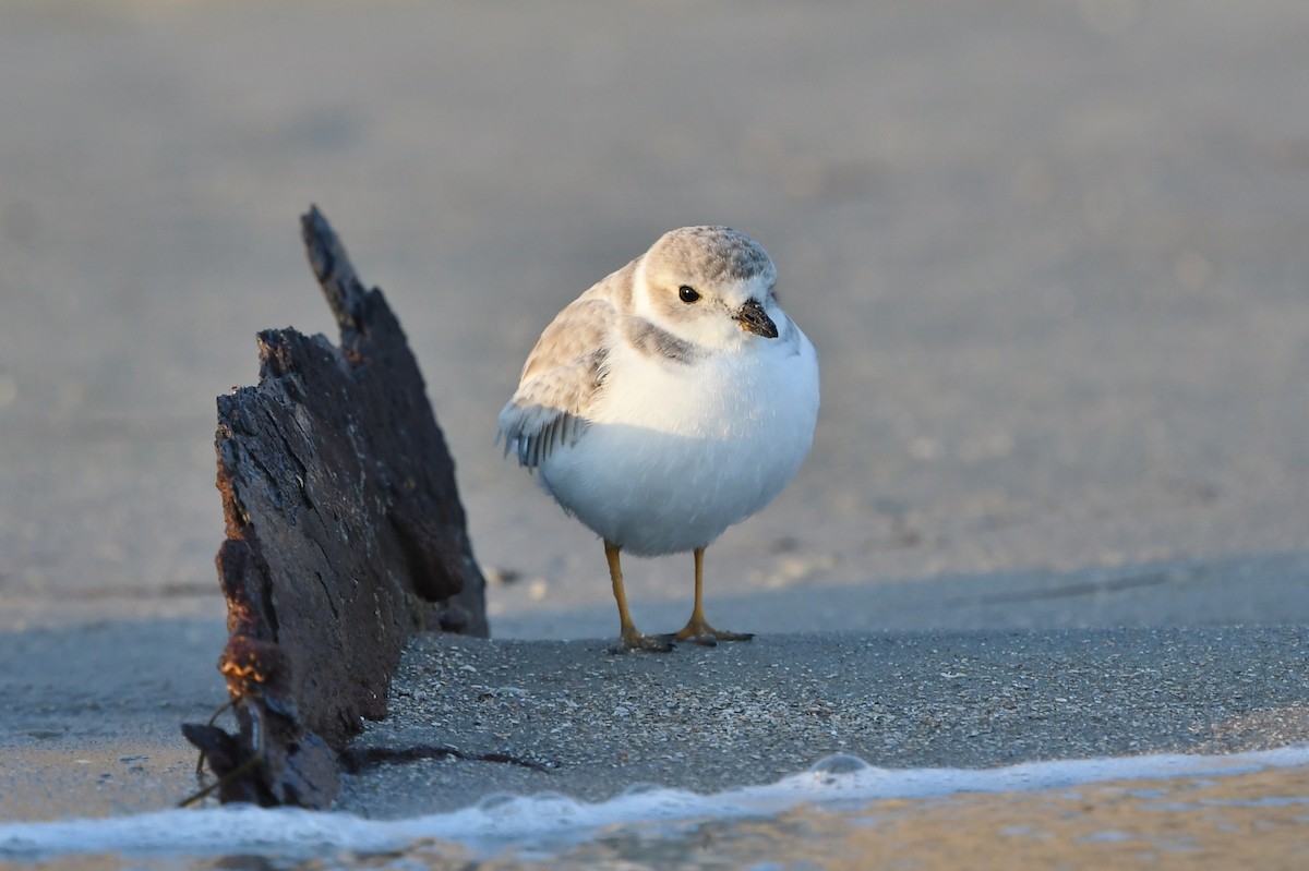 Piping Plover - ML494407921