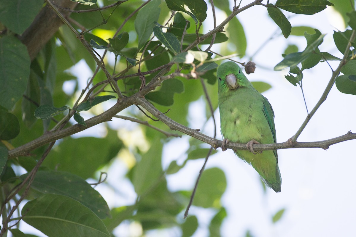 Spectacled Parrotlet - ML49441121