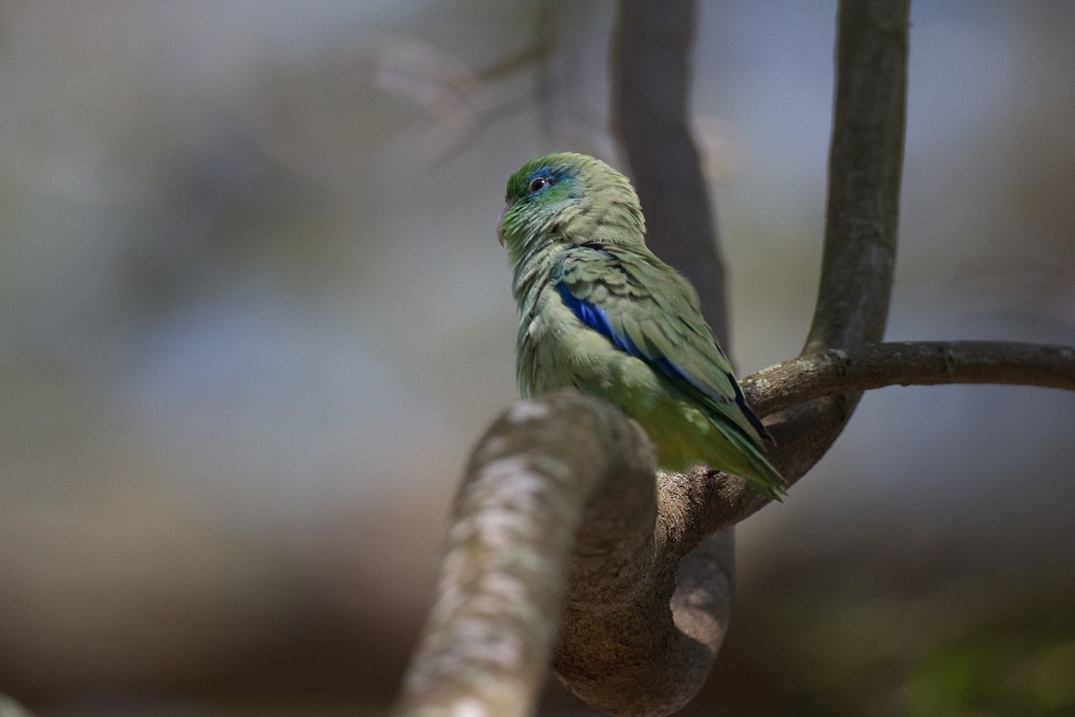 Spectacled Parrotlet - ML49441461