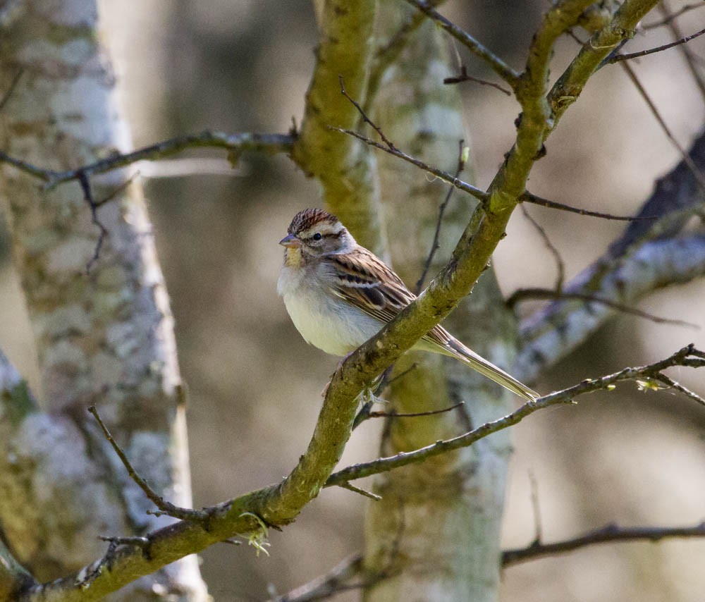 Chipping Sparrow - ML49441771