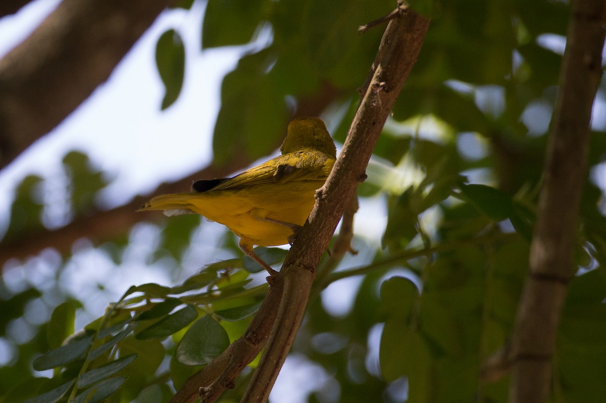 Yellow Warbler (Northern) - ML49441871