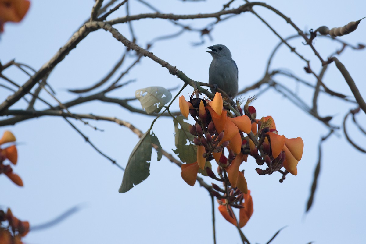 Blue-gray Tanager - ML49441901