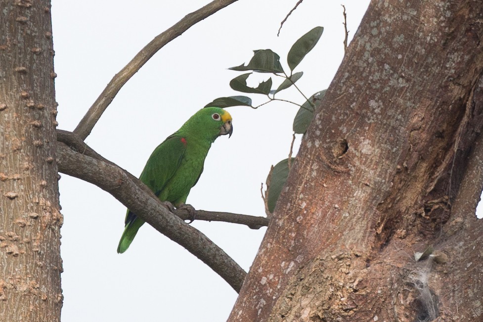 Yellow-crowned Parrot - Chris Wood