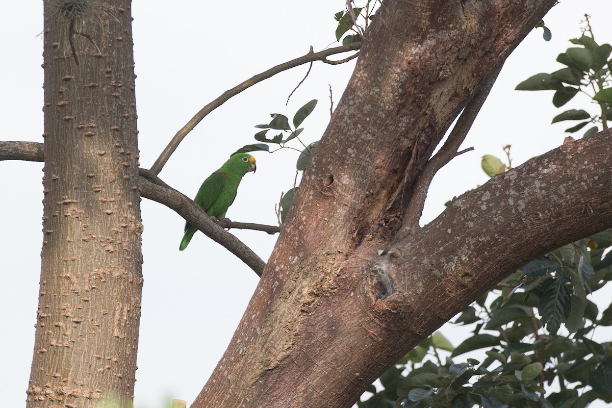 Yellow-crowned Parrot - ML49442001