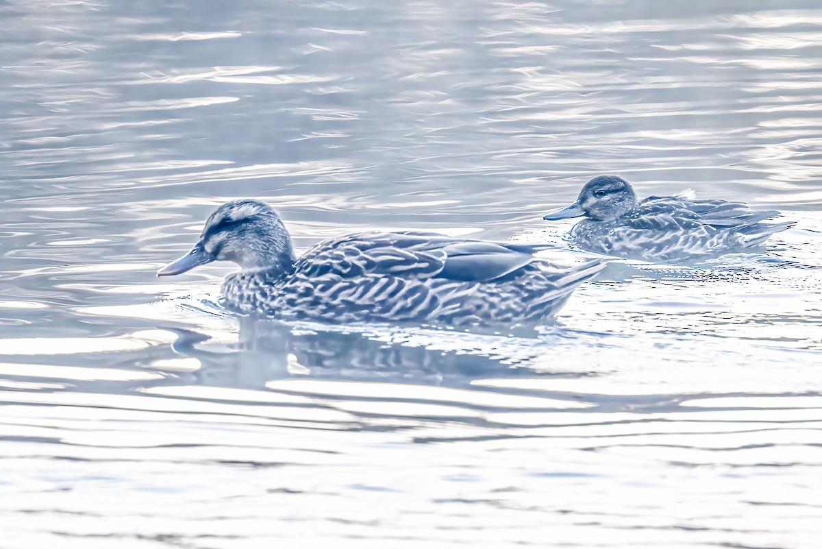 Green-winged Teal - ML494420111