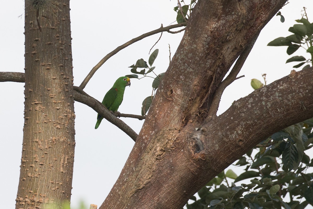 Yellow-crowned Parrot - ML49442071