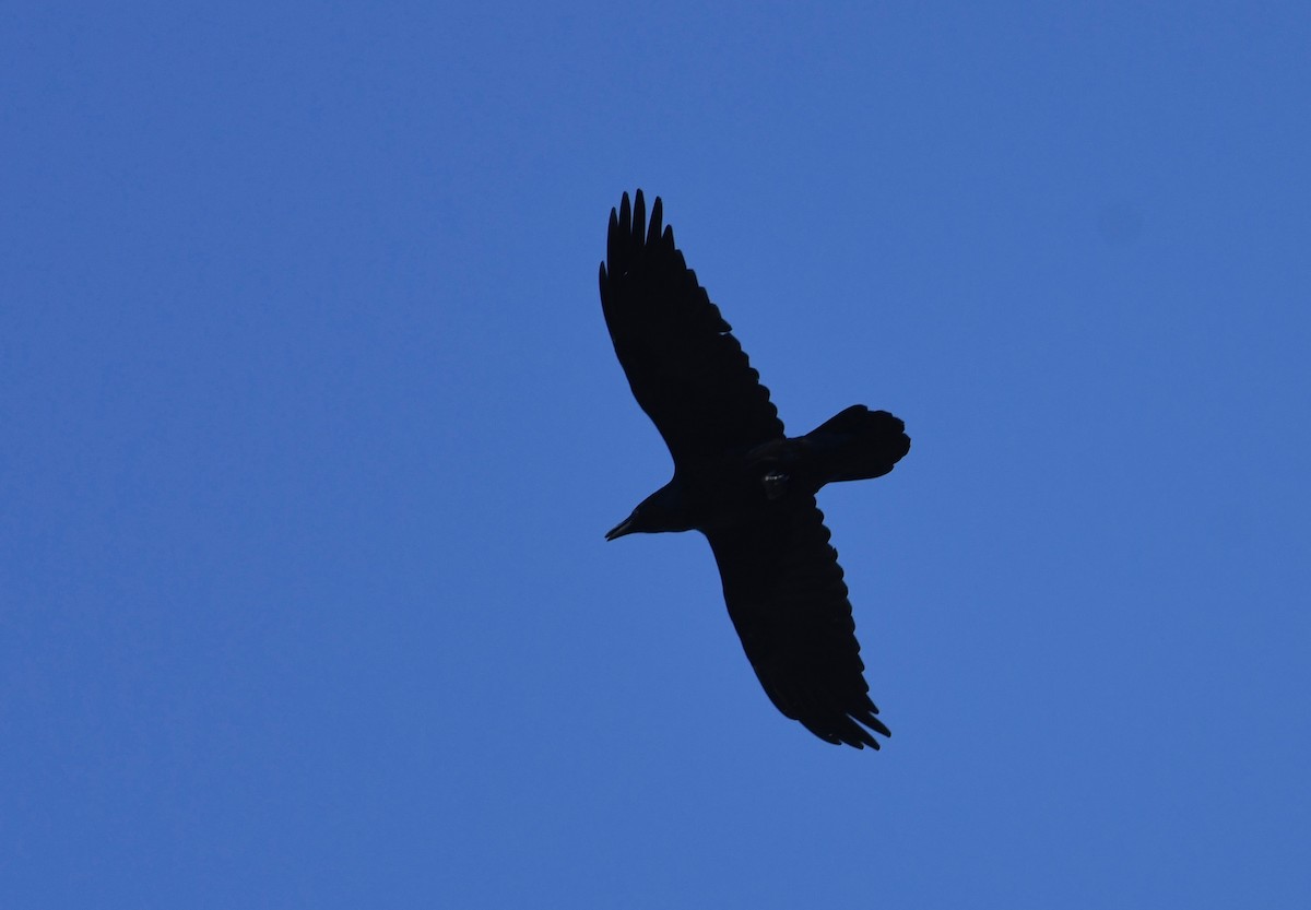 Common Raven - ML494434041