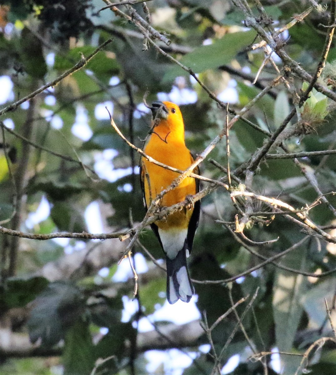 Yellow Grosbeak (Guatemalan) - Bradley Waggoner