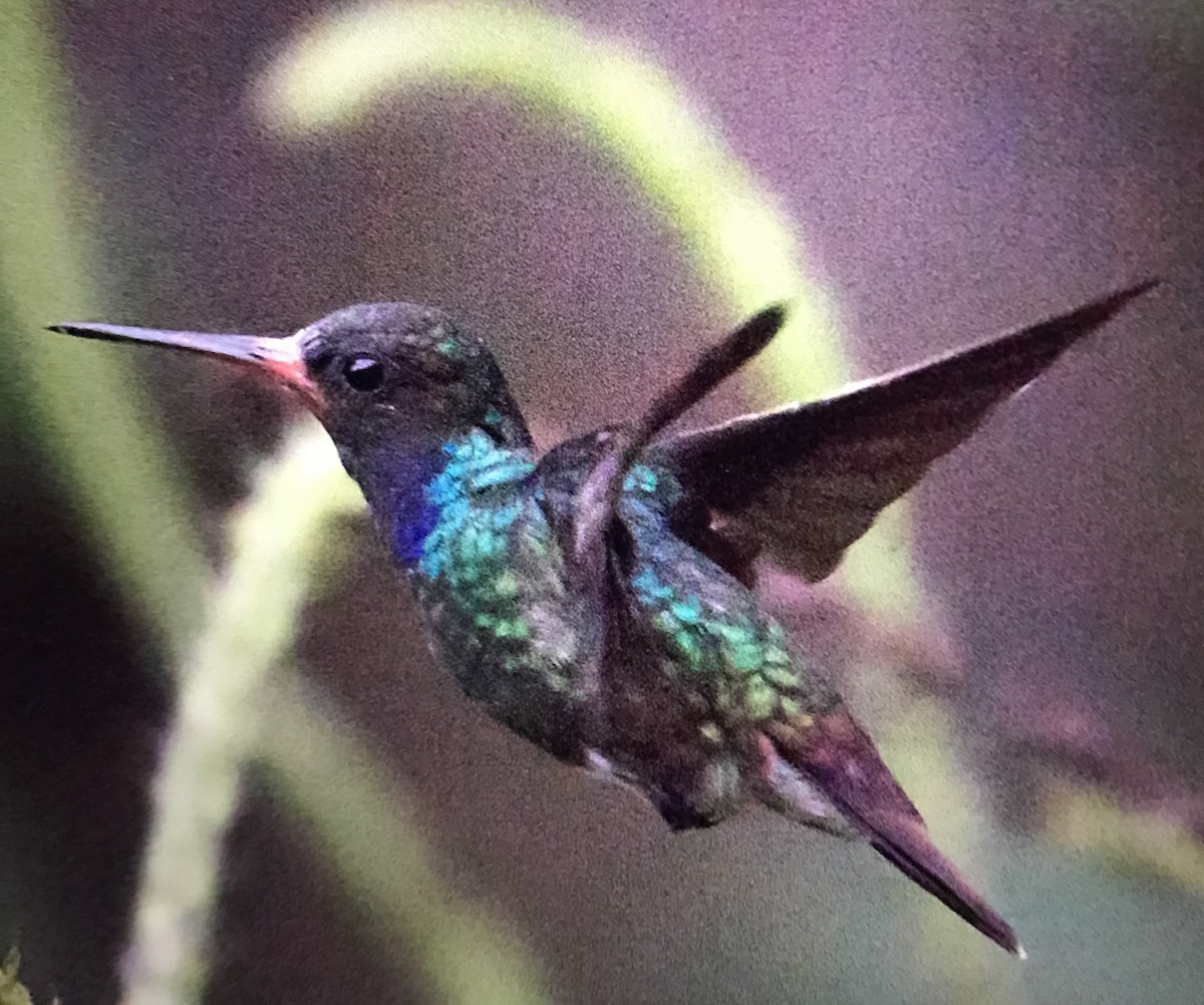 kolibřík savanový - ML49443761