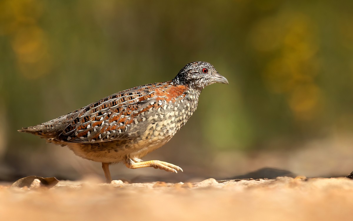 Painted Buttonquail - ML494439421