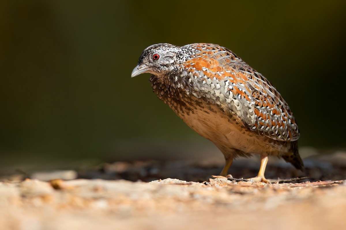Painted Buttonquail - ML494439431