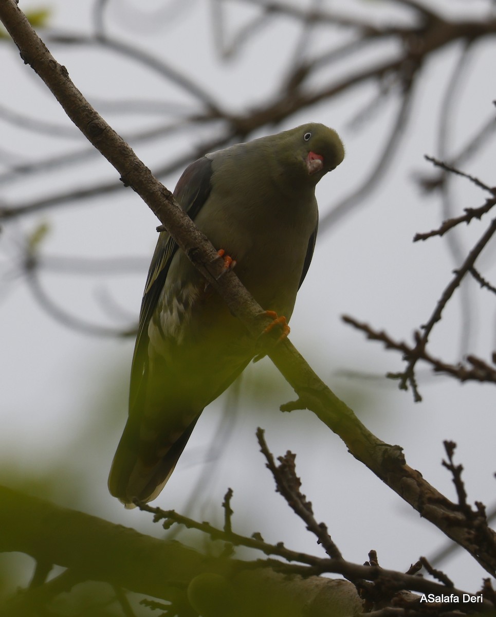 African Green-Pigeon (Gray-breasted) - ML494444481