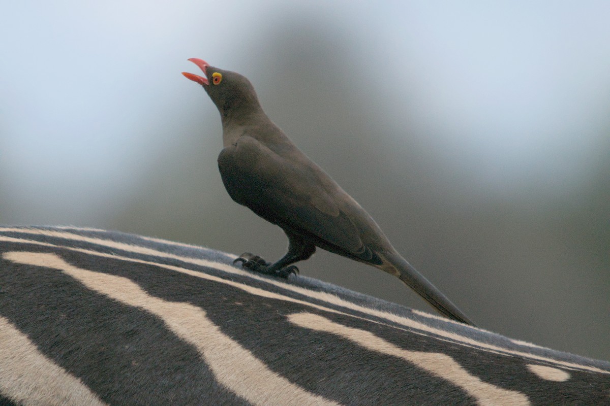 Red-billed Oxpecker - ML494444541