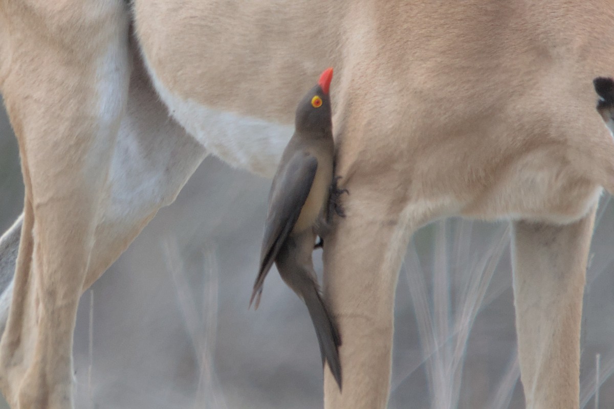 Red-billed Oxpecker - ML494444691