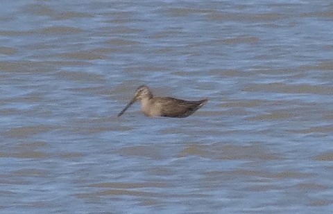 Long-billed Dowitcher - ML494445671
