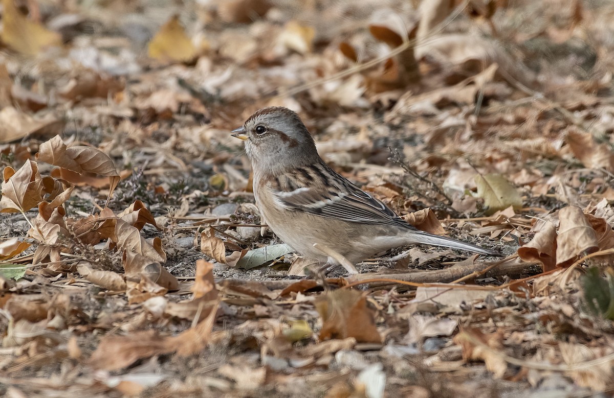 American Tree Sparrow - ML494449451