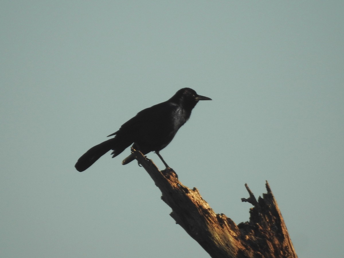 Boat-tailed Grackle - ML494450091