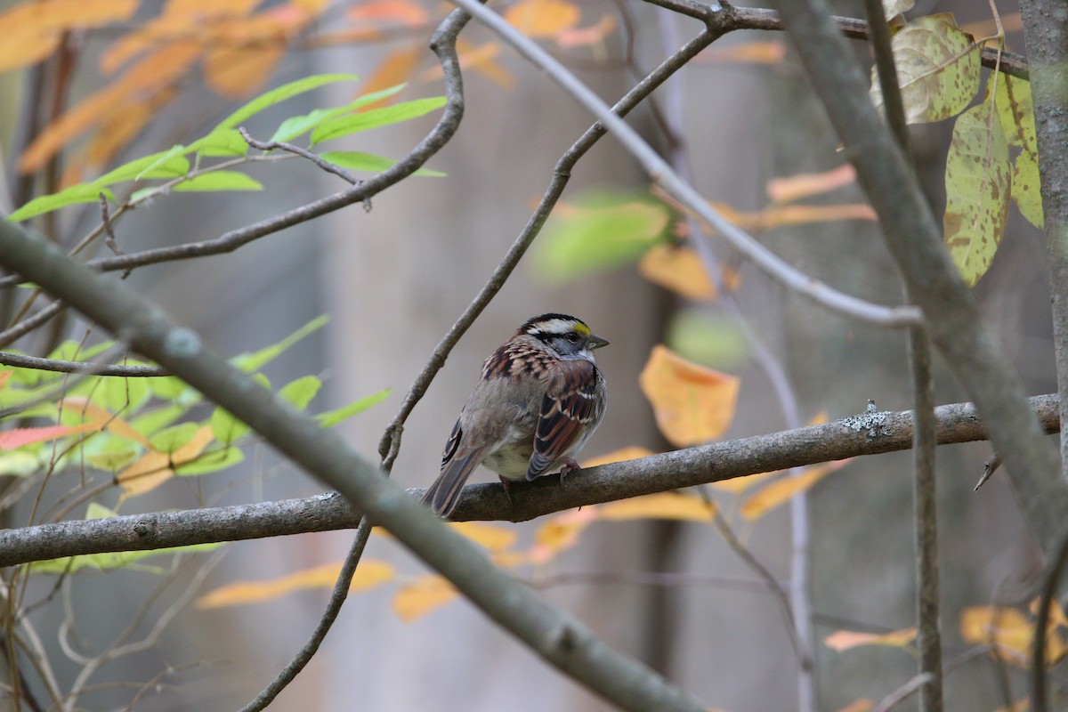White-throated Sparrow - Kris Montalbano