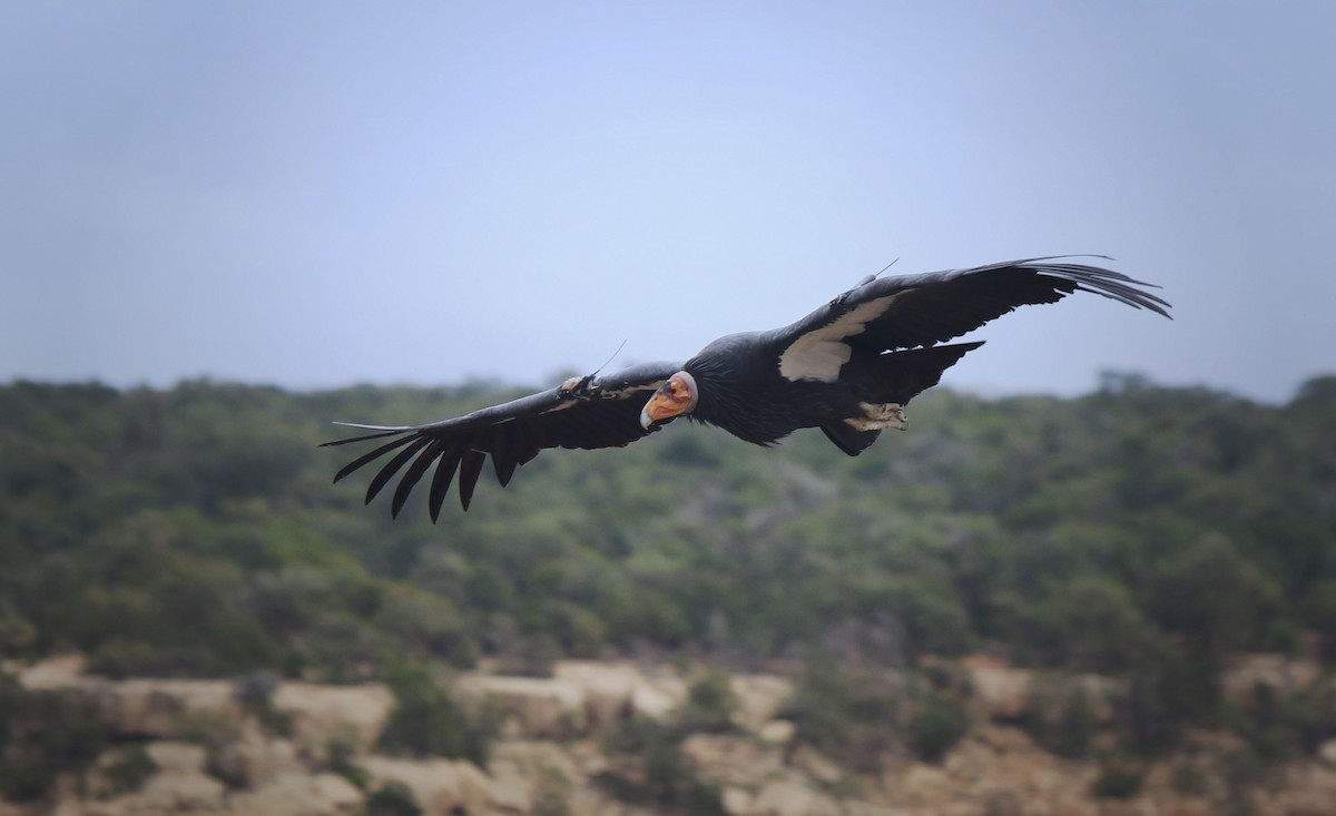 California Condor - ML494462491