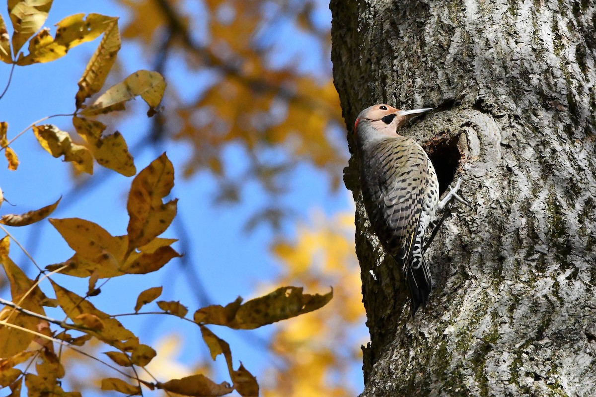 eBird Checklist 16 Oct 2022 Clear Fork ReservoirWolf School Rd