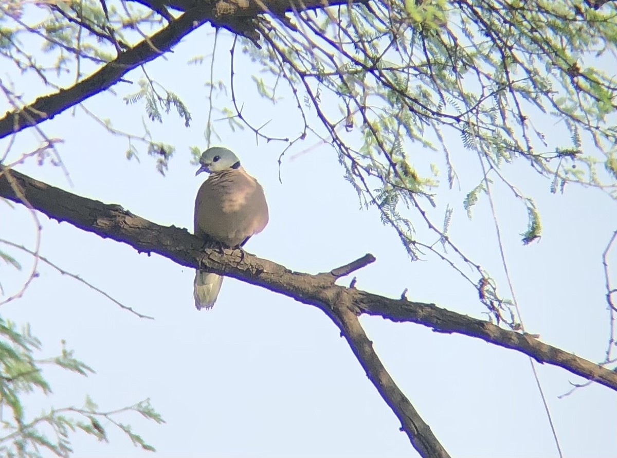 Red Collared-Dove - ML494472431