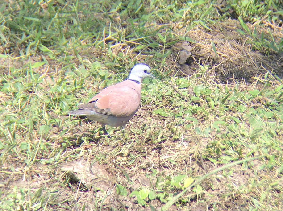 Red Collared-Dove - ML494472441