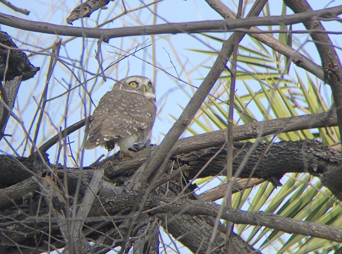 Spotted Owlet - ML494473101