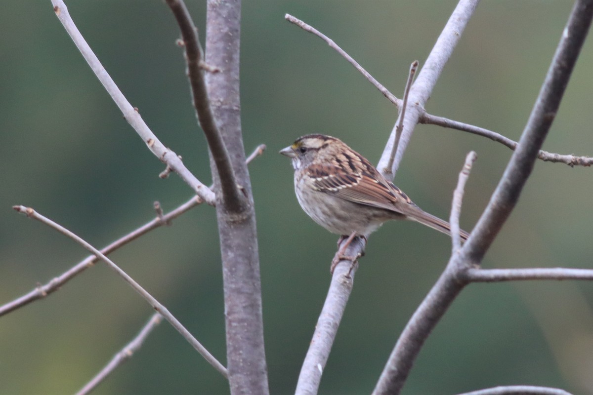 White-throated Sparrow - ML494473821