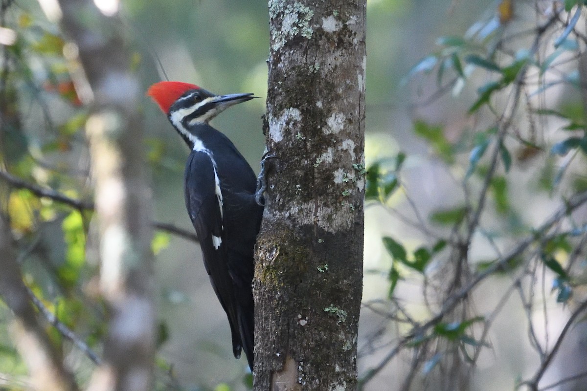 Pileated Woodpecker - ML494476071