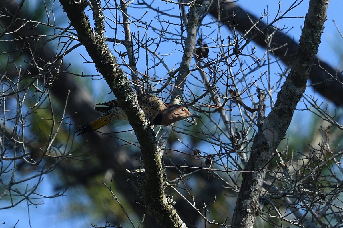 Northern Flicker (Yellow-shafted) - ML494476531