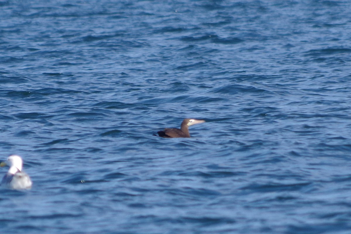 Brown Booby - ML494480491