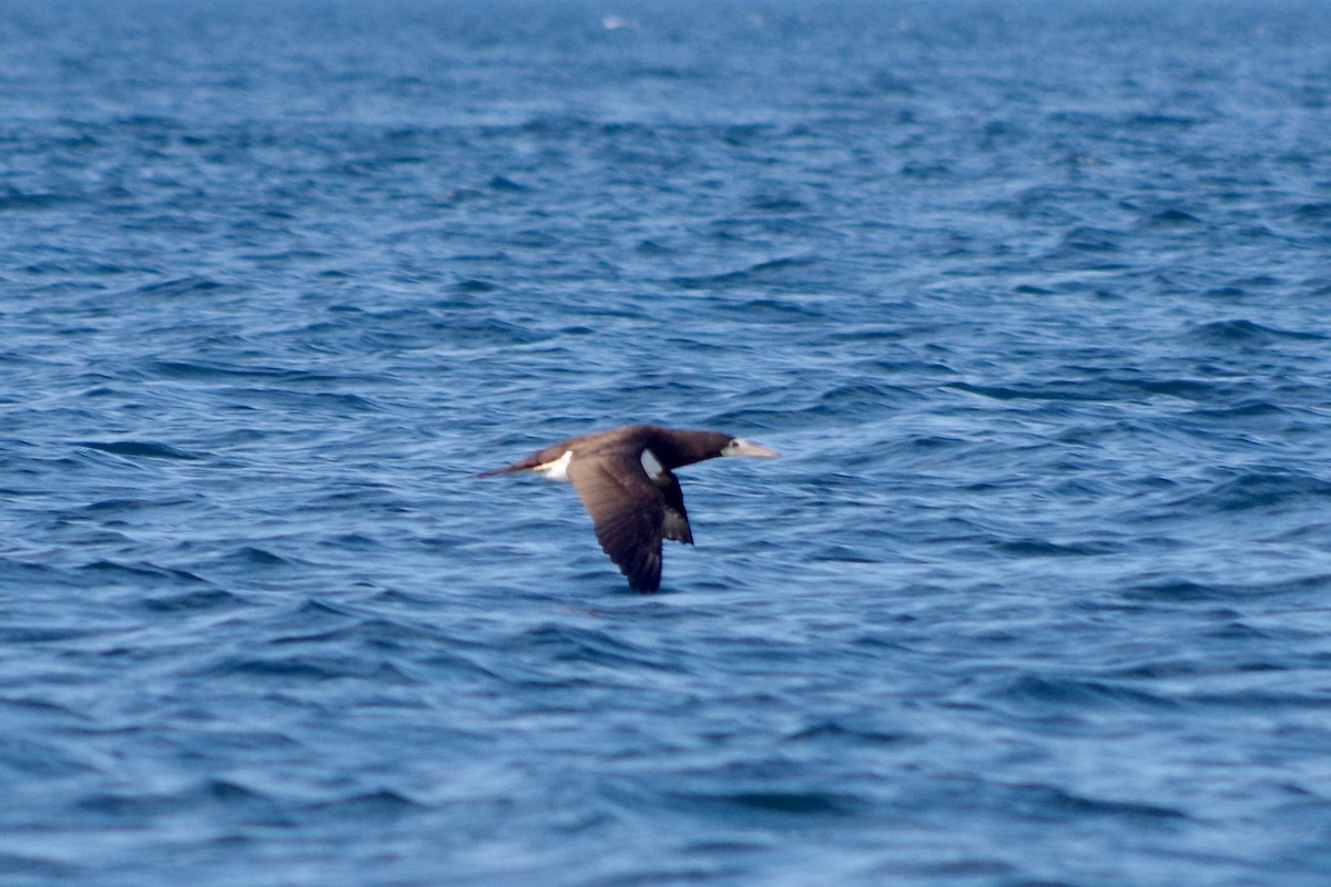 Brown Booby - ML494480511