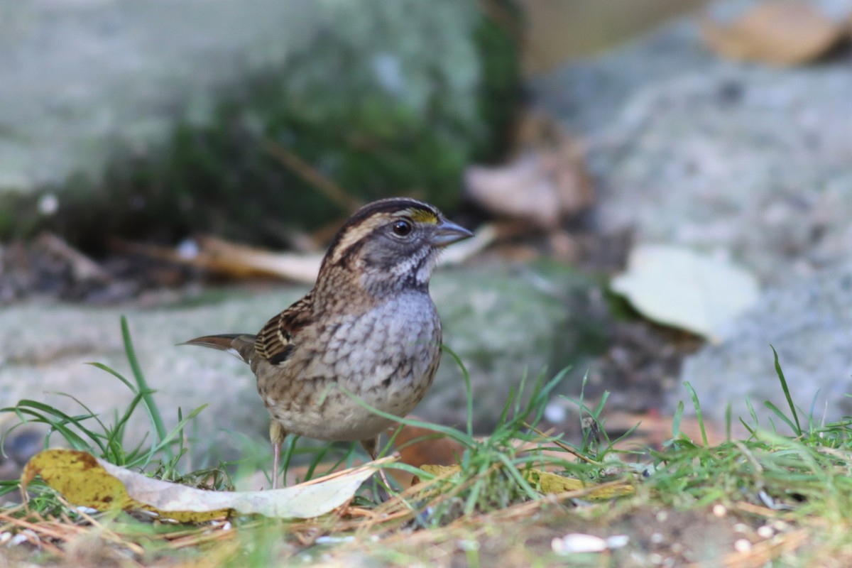 White-throated Sparrow - ML494484141