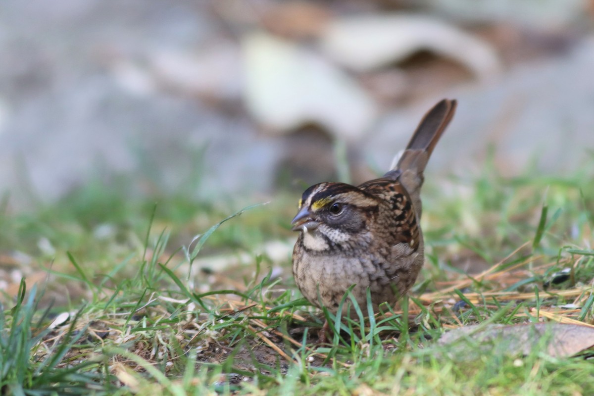 White-throated Sparrow - ML494484151
