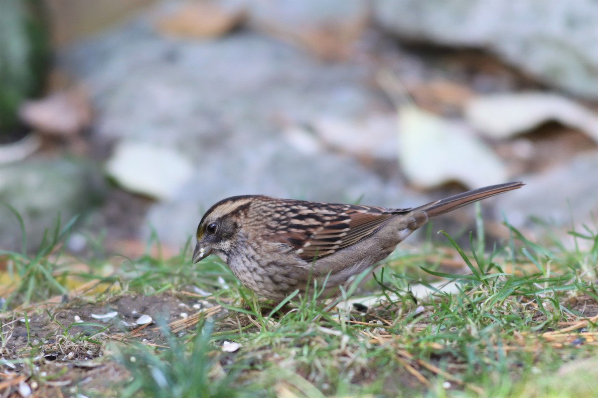 White-throated Sparrow - ML494484161