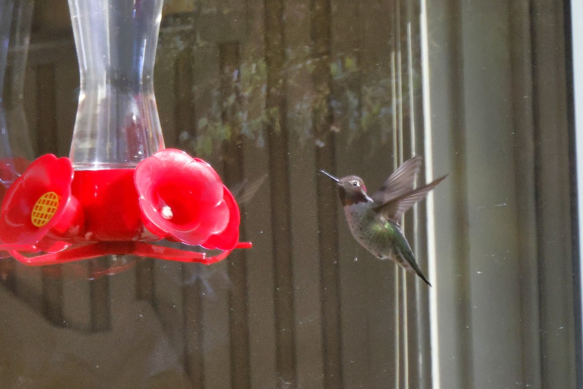 Anna's Hummingbird - ML494487801