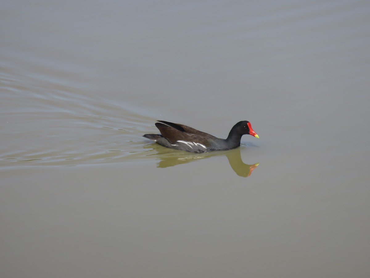 Common Gallinule - David Forbes