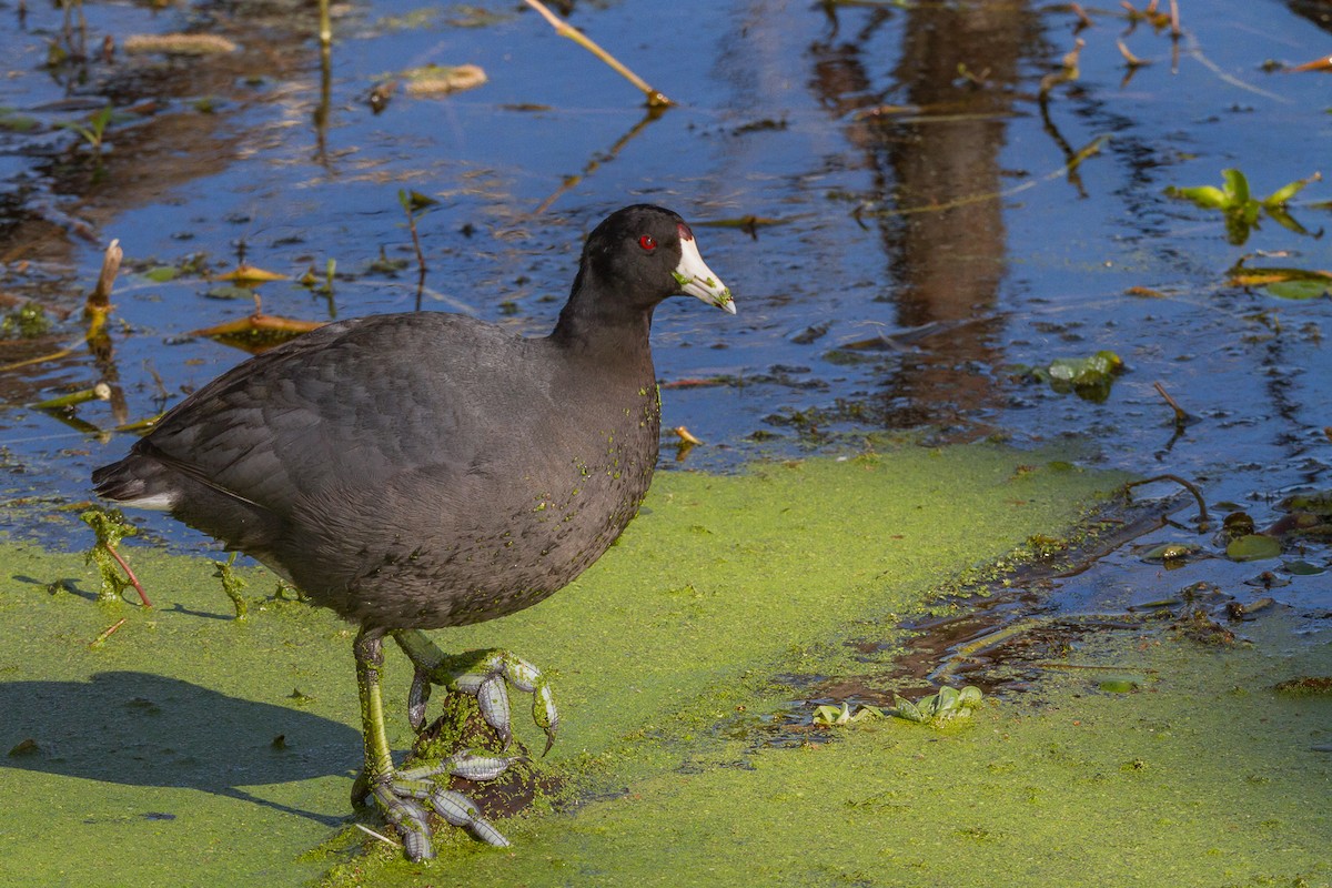 American Coot - Terry Woodward