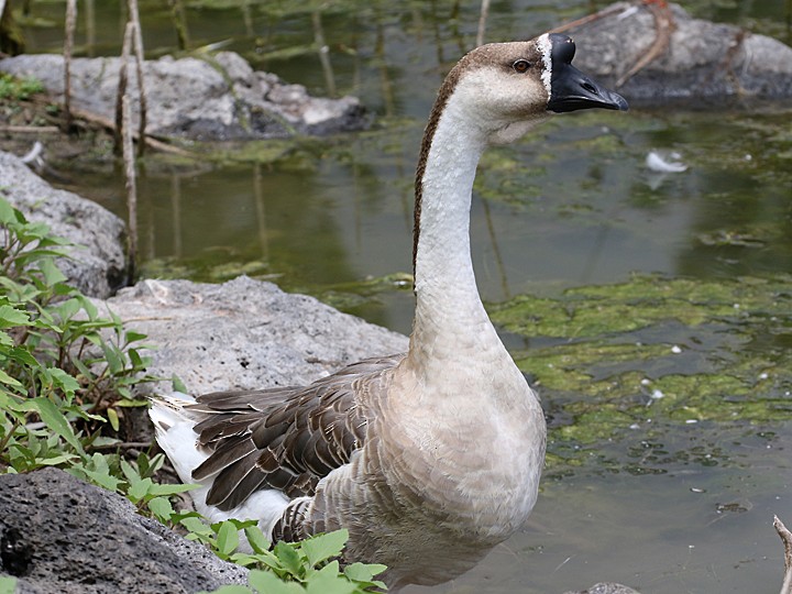 Swan Goose (Domestic type) - Matt VanWallene