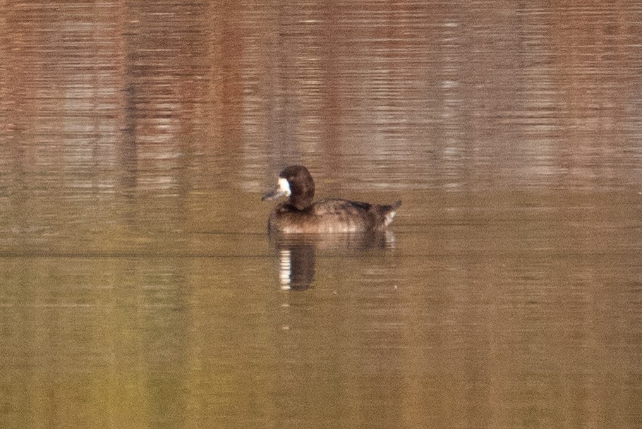 Greater Scaup - ML494497501