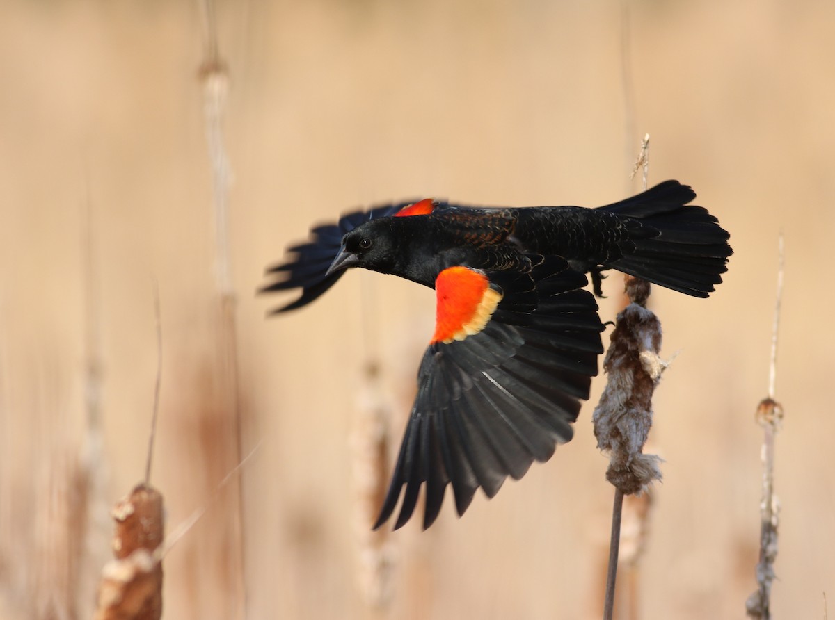 Red-winged Blackbird - ML49449781