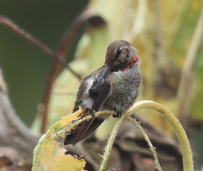 Anna's Hummingbird - Bill Cone